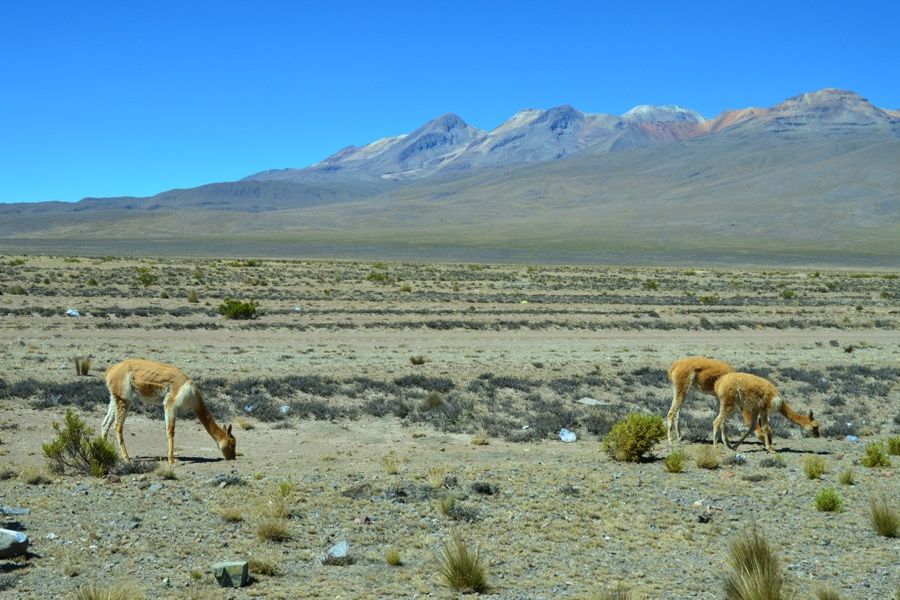 Vicuñas są w Peru pod ochroną. Rezerwat Salinas i Aguada Blanca (fot. Marta Podleśna-Nowak)