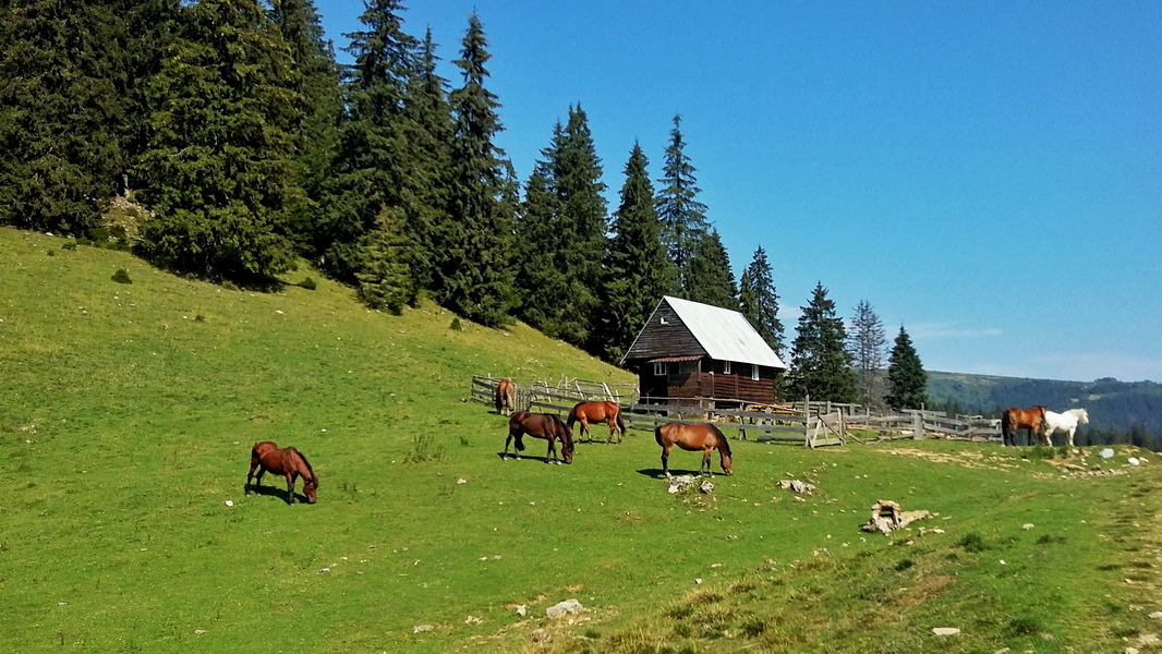 Konie na polanach Padişu (fot. Paweł Klimek)