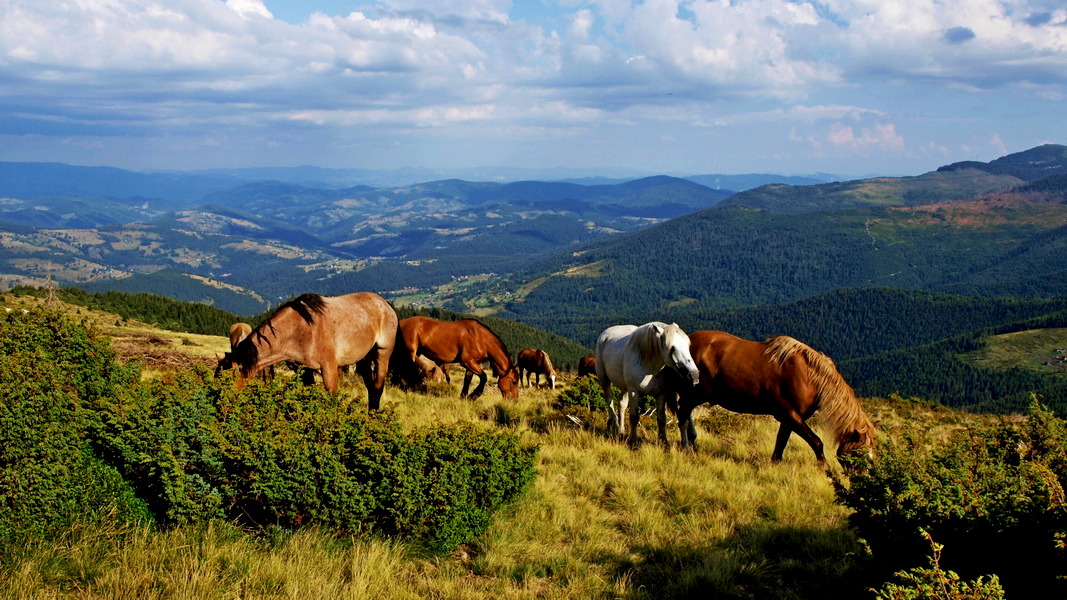 Dzikie konie w górach Bihor (fot. Paweł Klimek)