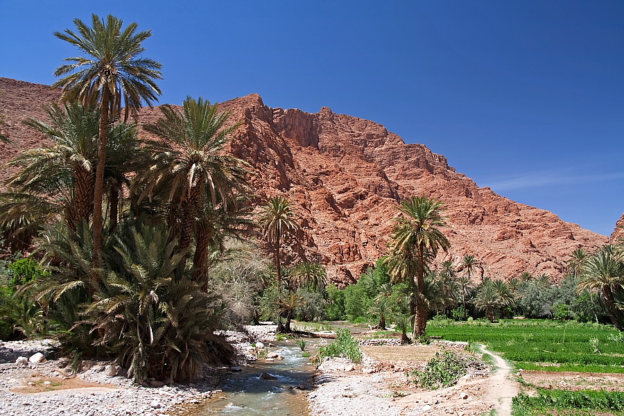 Maroko. Zagajnik palmowy w kanionie Todra, fot okfoto.pl