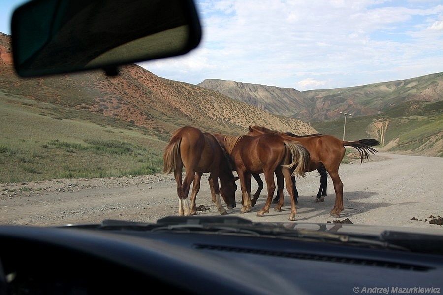 Konie na drodze