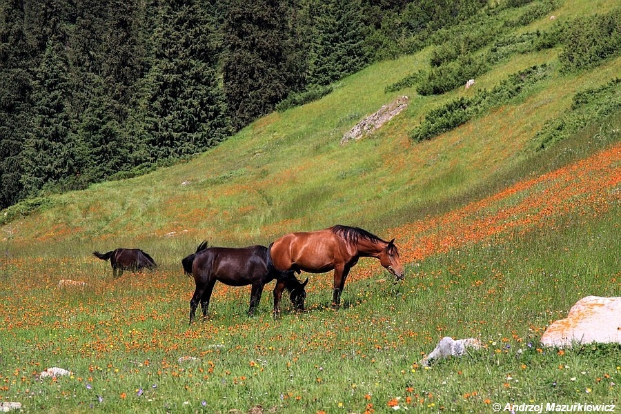 Konie na łące w górach Terskey Alatoo