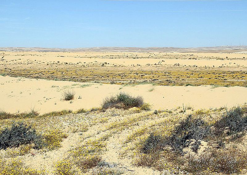 Królestwo hubary, pustynia Negev, fot. Stanisław Czyż