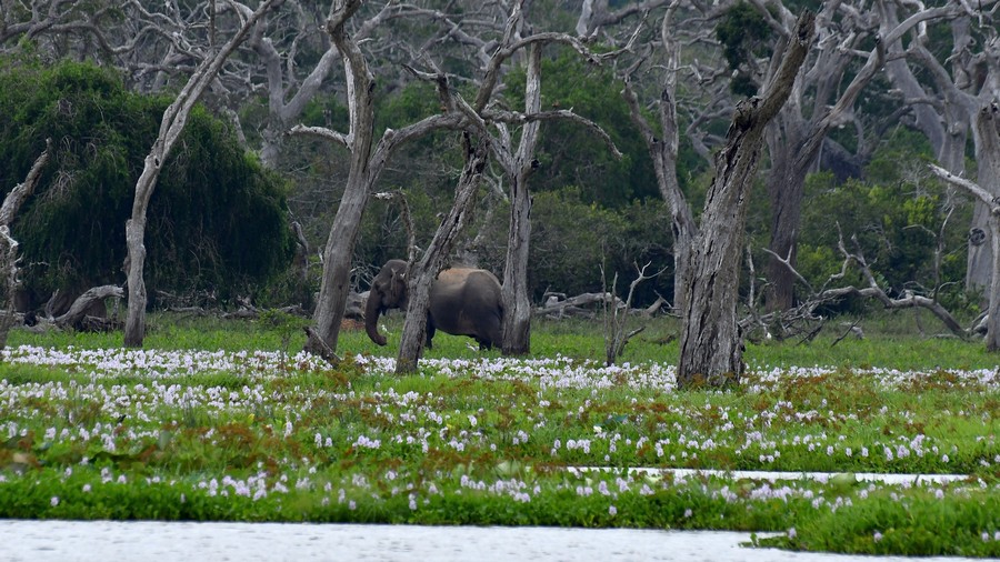 Słoń cejloński (Elephas maximus maximus) fot. J.Betleja
