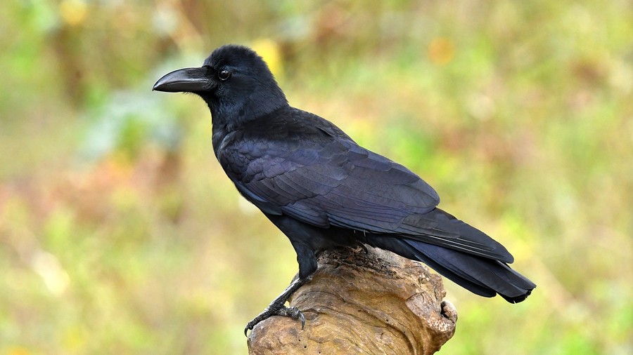 Wrona wielkodzioba (Corvus macrorhynchos) fot. J.Betleja