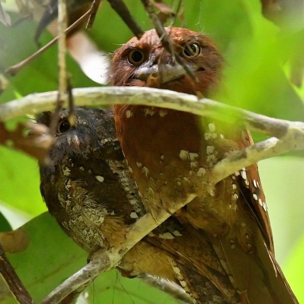 Gębal cejloński (Batrachostomus moniliger) fot. J.Betleja