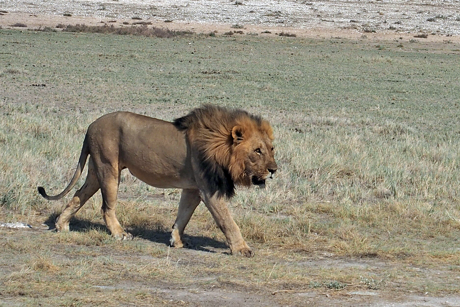 Safari w PN Etoszy (Namibia)
