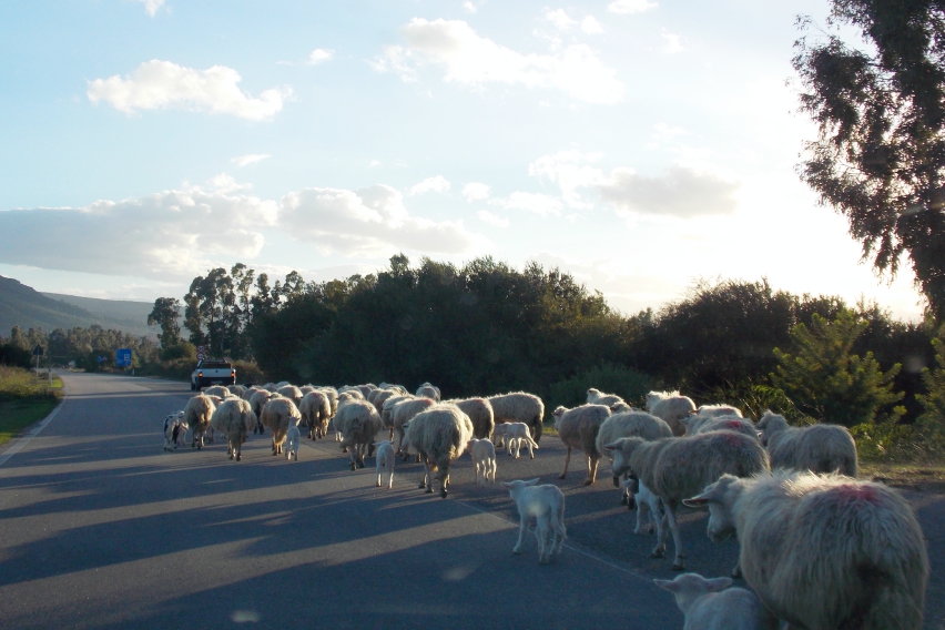 Owce mają pierszeństwo,  fot. Agnieszka Fundowicz-Skrzyńska