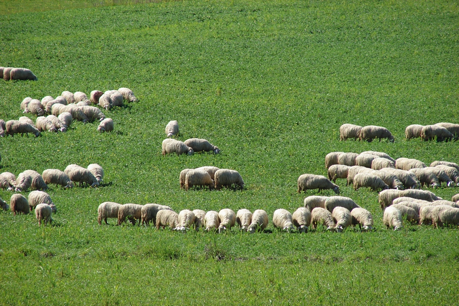 Liczba owiec na Sardynii niemal dwukrotnie przewyższa liczbę ludzi, fot. Agnieszka Fundowicz-Skrzyńska
