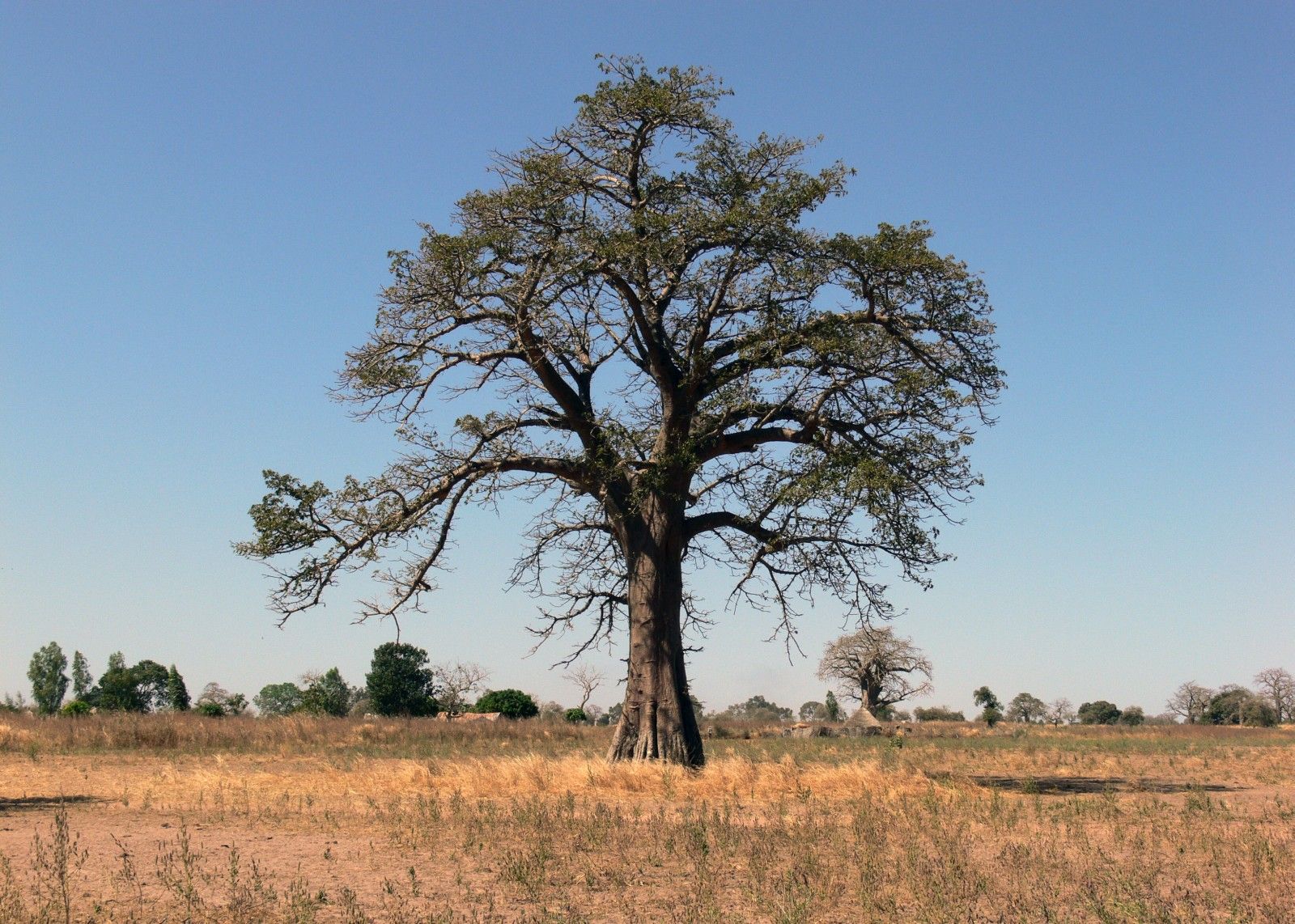 Baobab (fot. P.Bujanowicz)