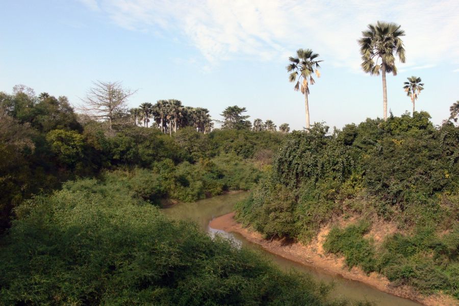 Zakole rzeki Gambia w Senegalu (fot. P.Bujanowicz)
