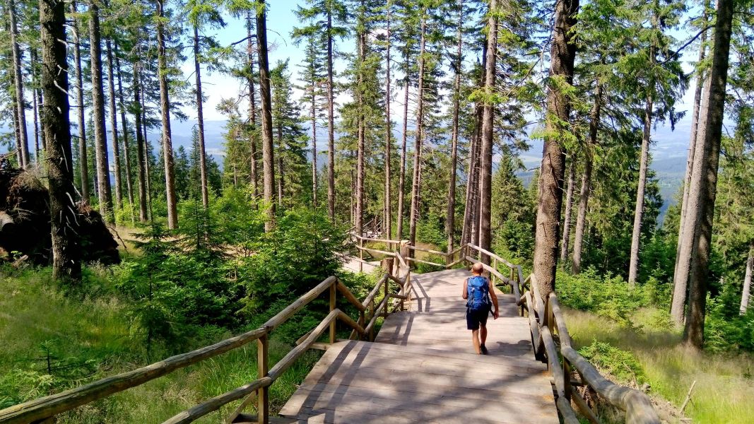 Wędrując przez lasy Bobina (fot. Paweł Klimek)