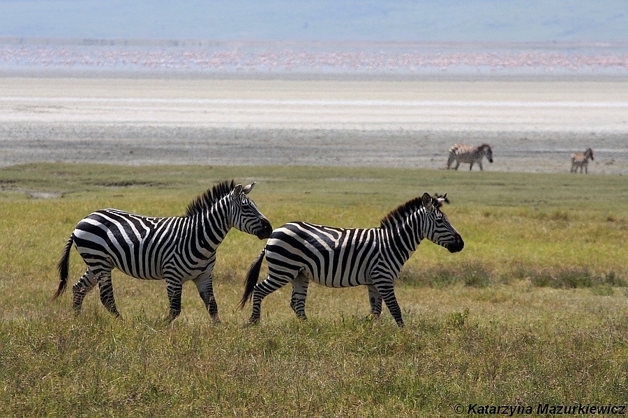 Zebry w rezerwacie Ngorongoro