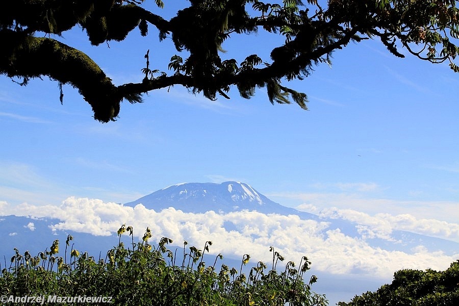 Widok na Kilimandżaro z podejścia na Meru