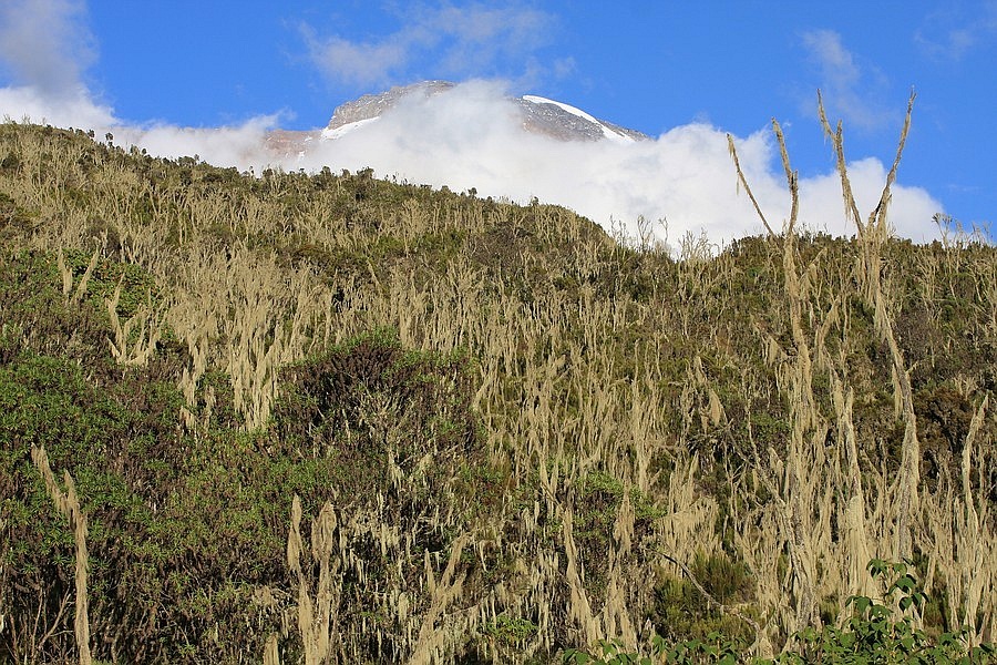 Roślinność w okolicach Machame Hut - podejście na Kilimandżaro