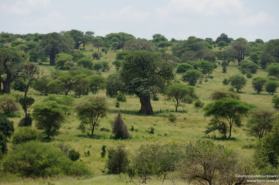 Park Narodowy Tarangire słynie z baobabów
