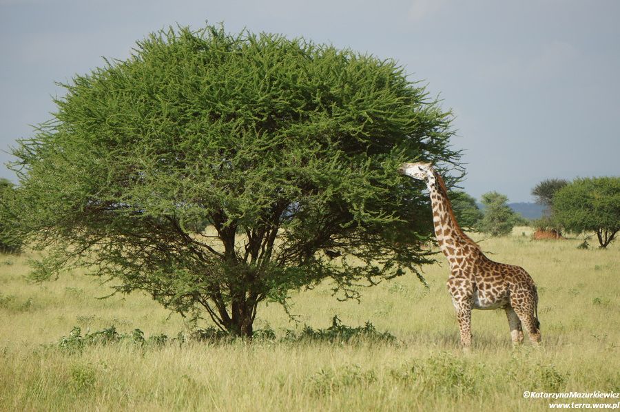Żyrafa w PN Tarangire
