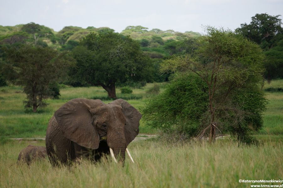 Słoń w PN Tarangire