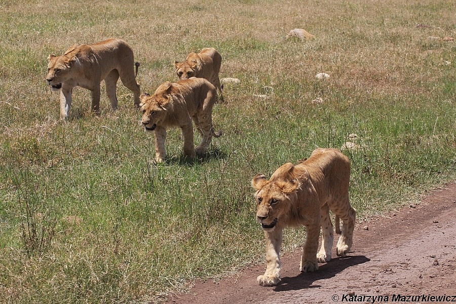 Lwy w PN Ngorongoro