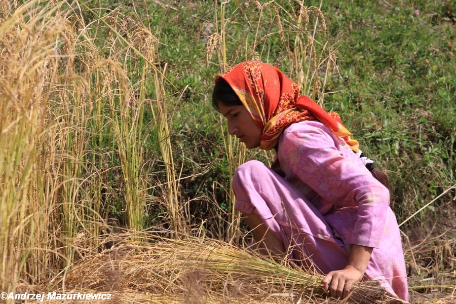 Zbiór ryżu w Kaszmirze