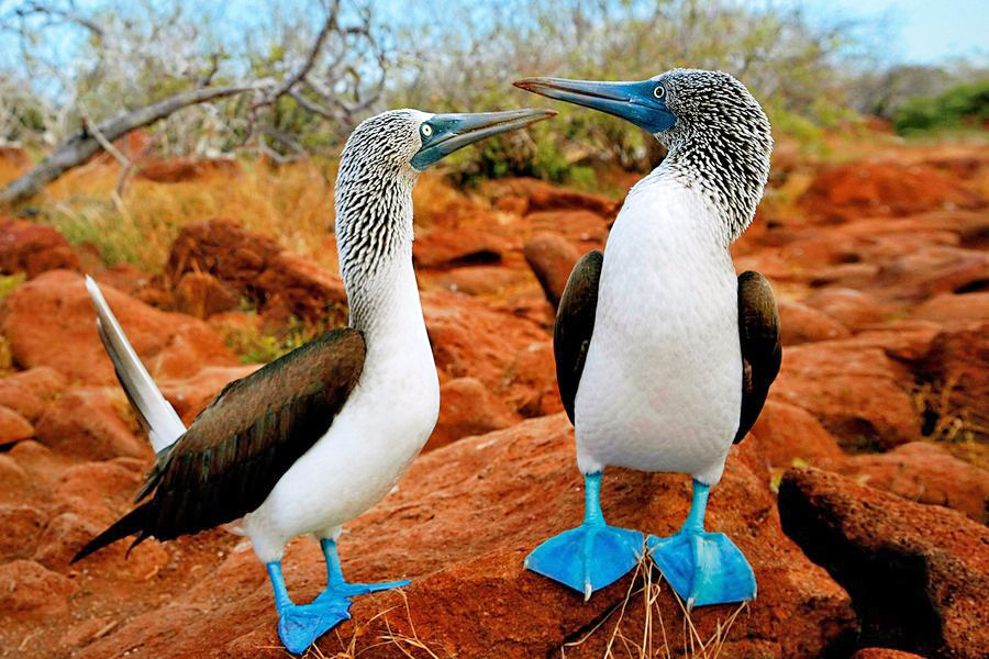 Głuptak niebieskonogi, Wyspy Galápagos