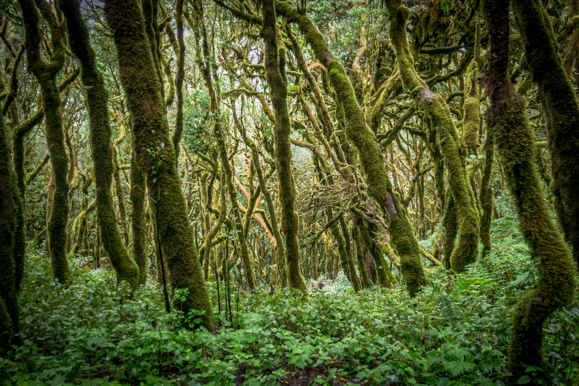 Niesamowity las wawrzynowy (fot. Alicja Rapsiewicz)