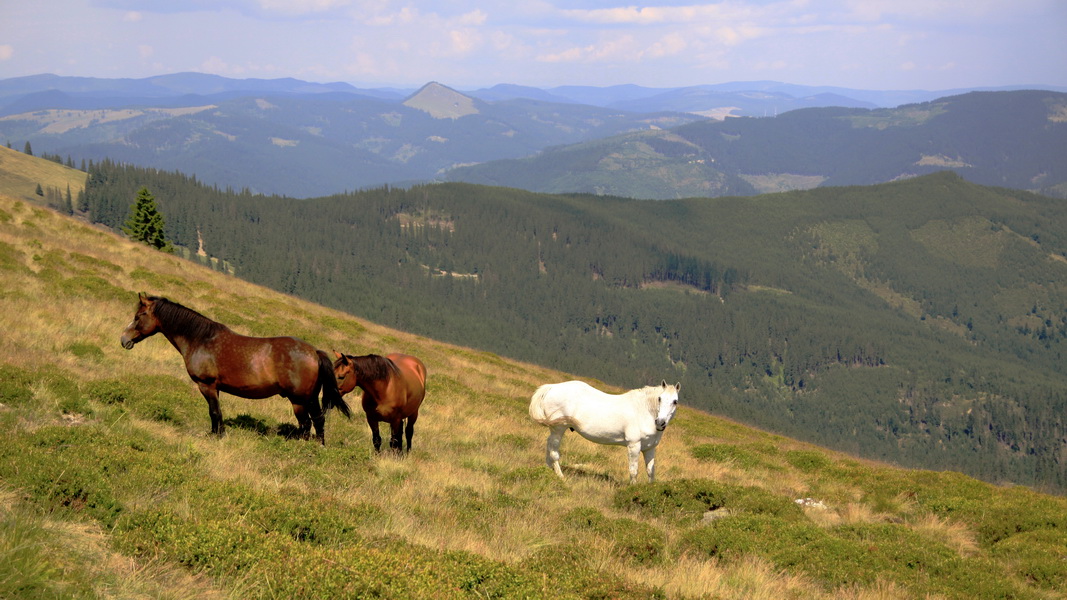 Dzikie konie w górach Suhard (fot. Paweł Klimek)
