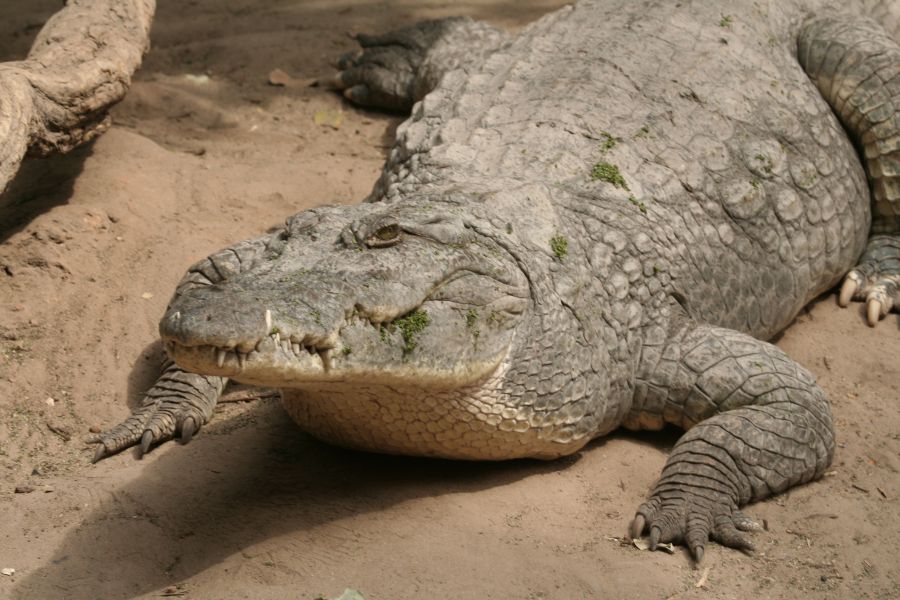 Krokodyl (fot.Tomasz Liptak)