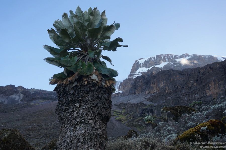 Widok na Kilimandżaro z obozu Baranco Hut