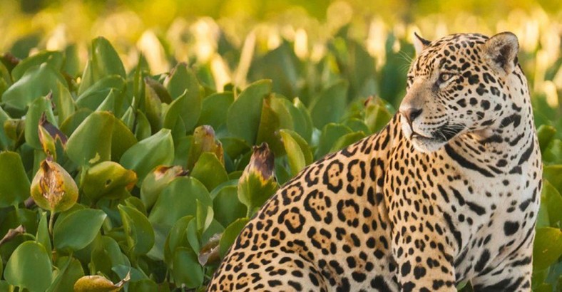 Pantanal - tropem jaguara i dzikich amazonek