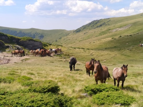 Konie wypasające się w górach Maramureszu