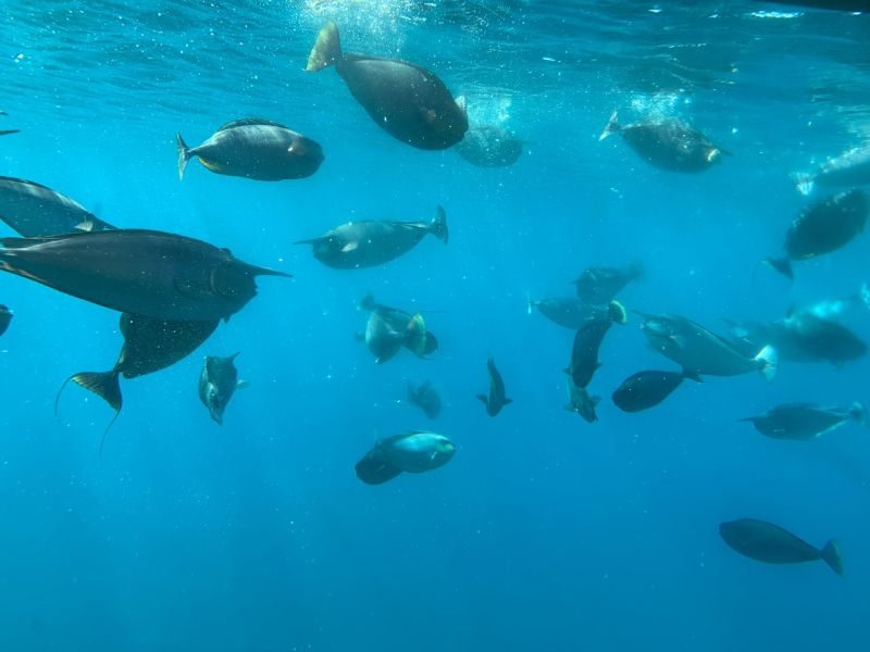 Podziwianie głębin Oceanu Spokojnego u brzegów Ludao (fot. M. Głabuś)