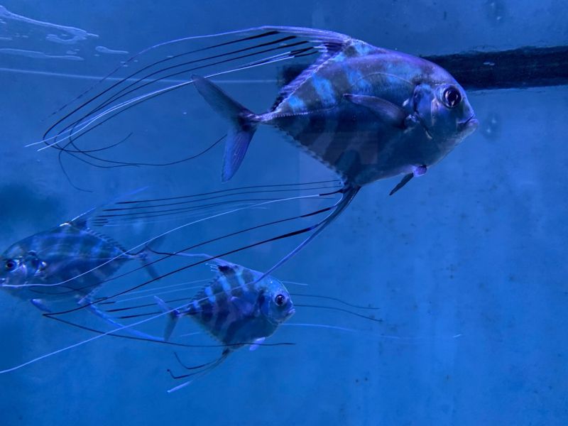 W Oceanarium Wysp Penghu (fot. M. Głabuś)