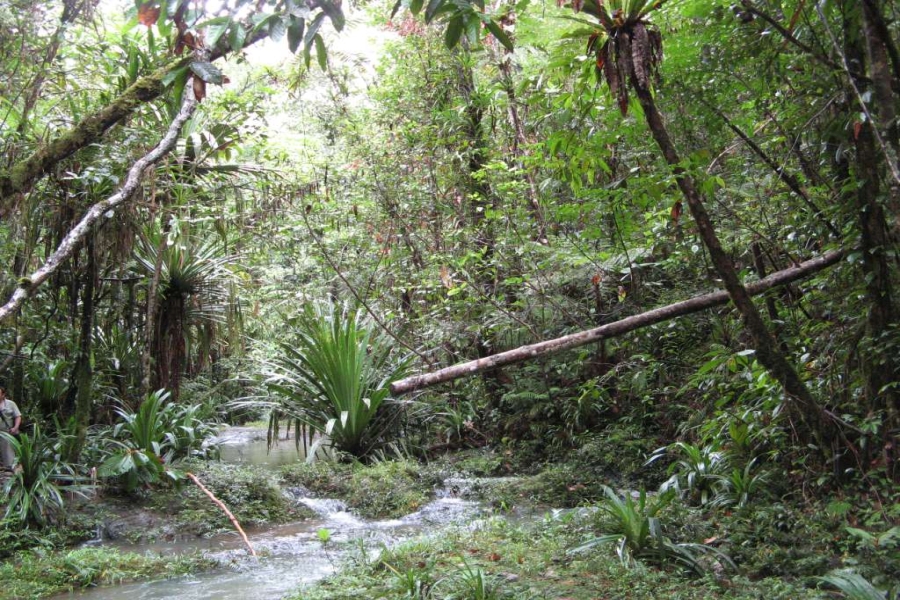 Pierwotny las deszczowy, Colo-i-Suva