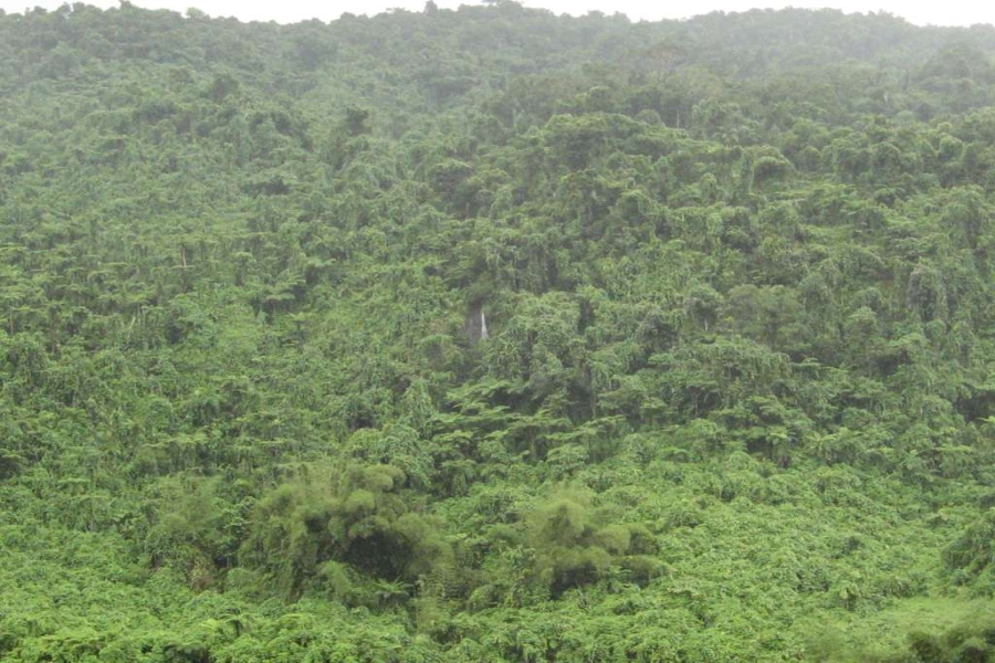 Pierwotny las deszczowy, Vanua Levu