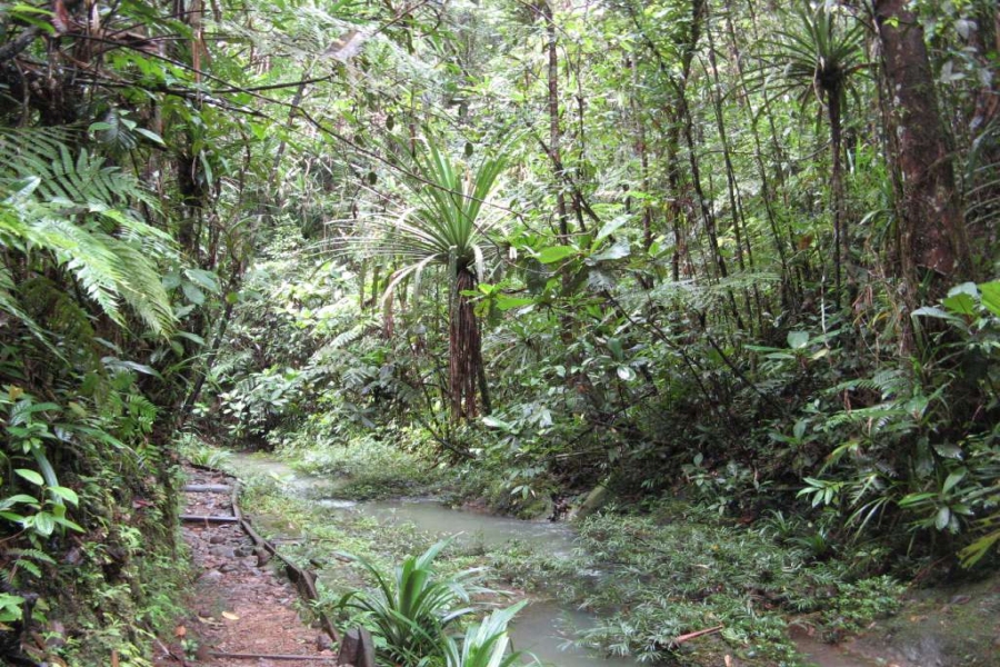 Pierwotny las deszczowy, Colo-i-Suva