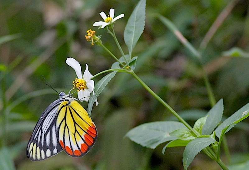 Lepidoptera sp. (fot.Przemek Kunysz)