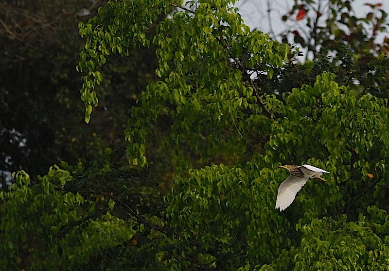 Czapla okazała, Ardeola speciosa (fot.Przemek Kunysz)
