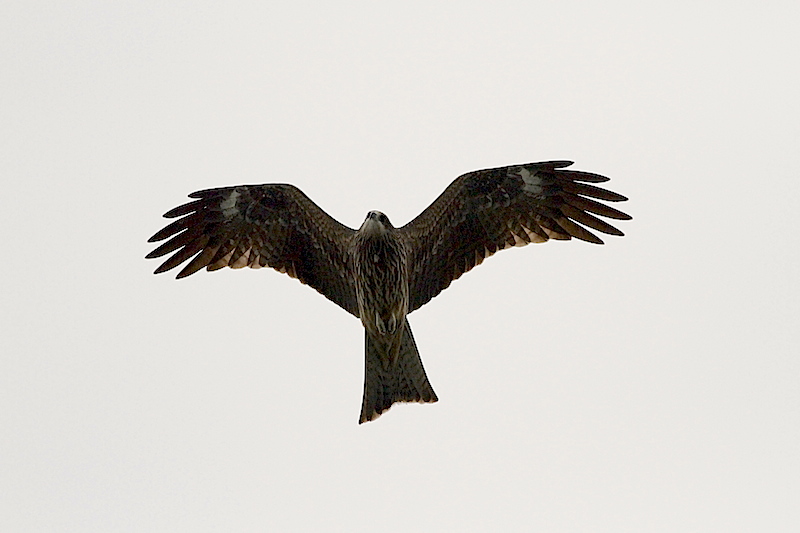 Kania syberyjska, Milvus migrans lineatus (fot.Przemek Kunysz)