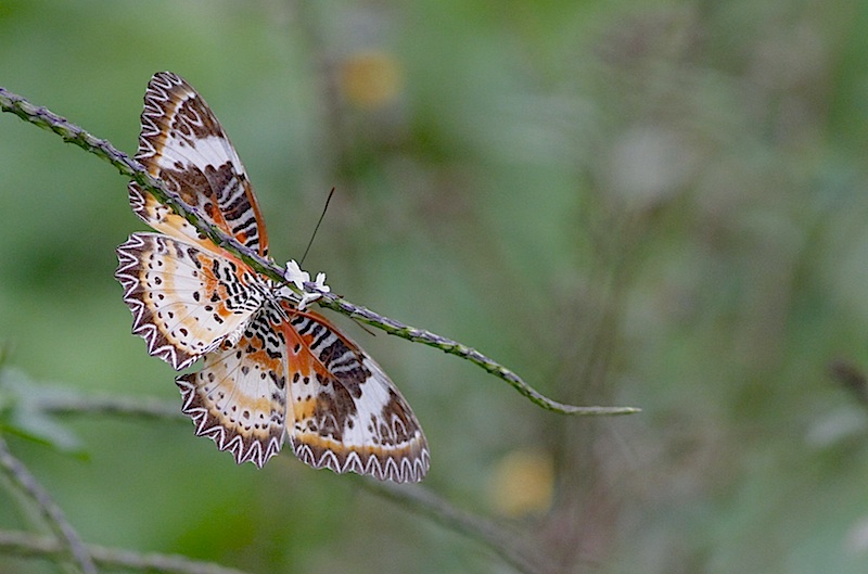 Lepidoptera sp. (fot.Przemek Kunysz)