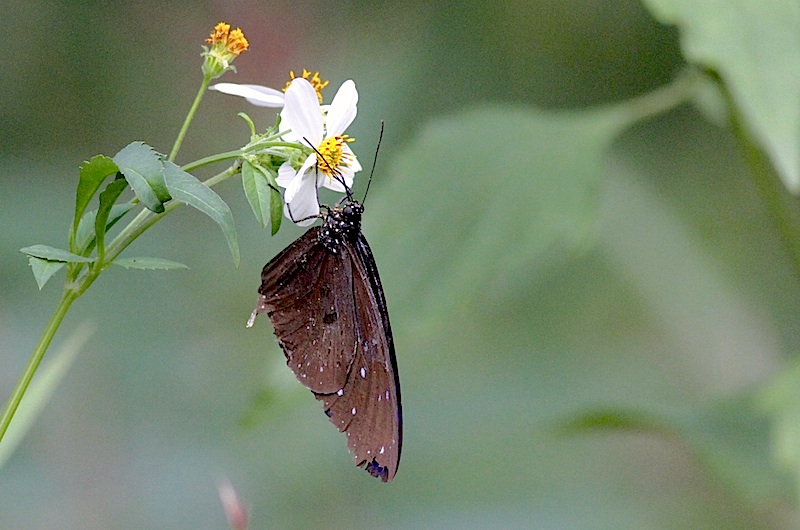 Lepidoptera sp. (fot.Przemek Kunysz)