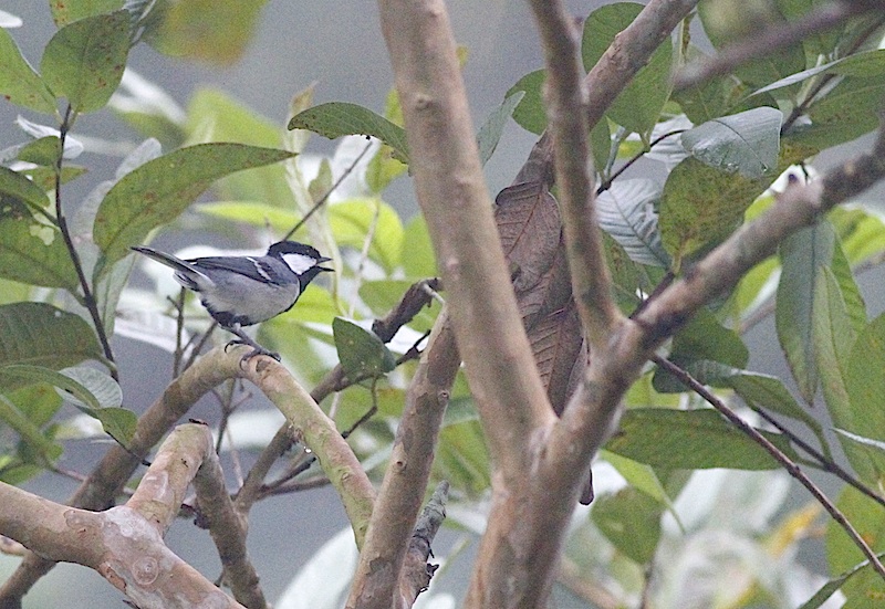 Bogatka wschodnia, Parus minor (fot.Przemek Kunysz)