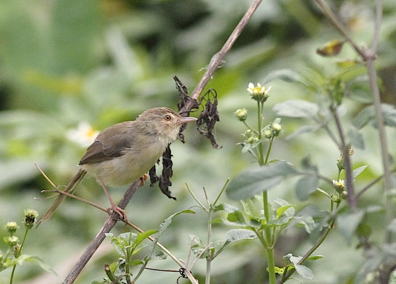 Prinia żółtobrzucha, Prinia flaviventris (fot.Przemek Kunysz)