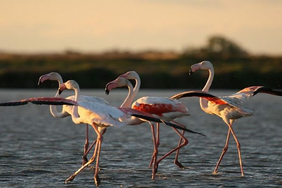Flamingi (fot. Łukasz Gonerski)