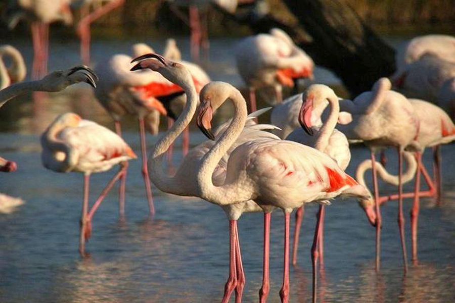 W Camarque znajduje się najliczniejsza kolonia lęgowa flamingów (fot. Witold Jakubowski)