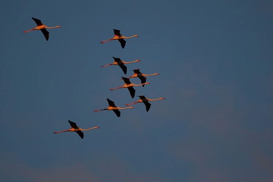 Flamingi w locie (fot. Łukasz Gonerski)