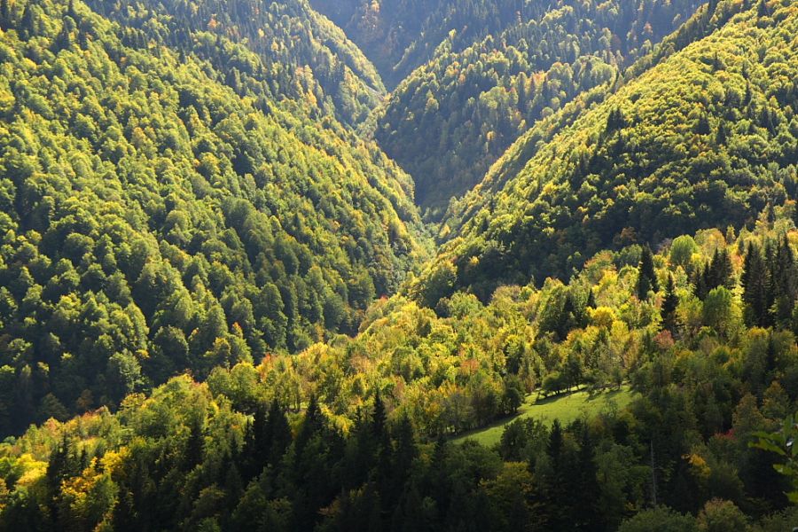 Swanetia, lesisty wąwóz (fot. Sławomir Adamczak/okfoto.pl)