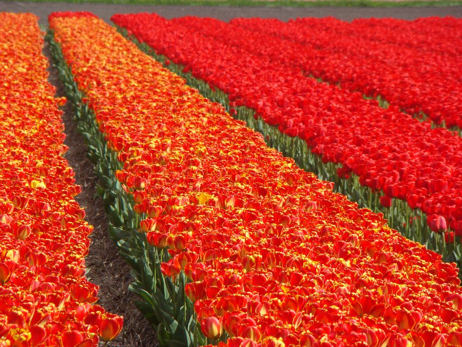 Tulipany to pierwsze skojarzenie z tulipanami, fot. W. Muchowski