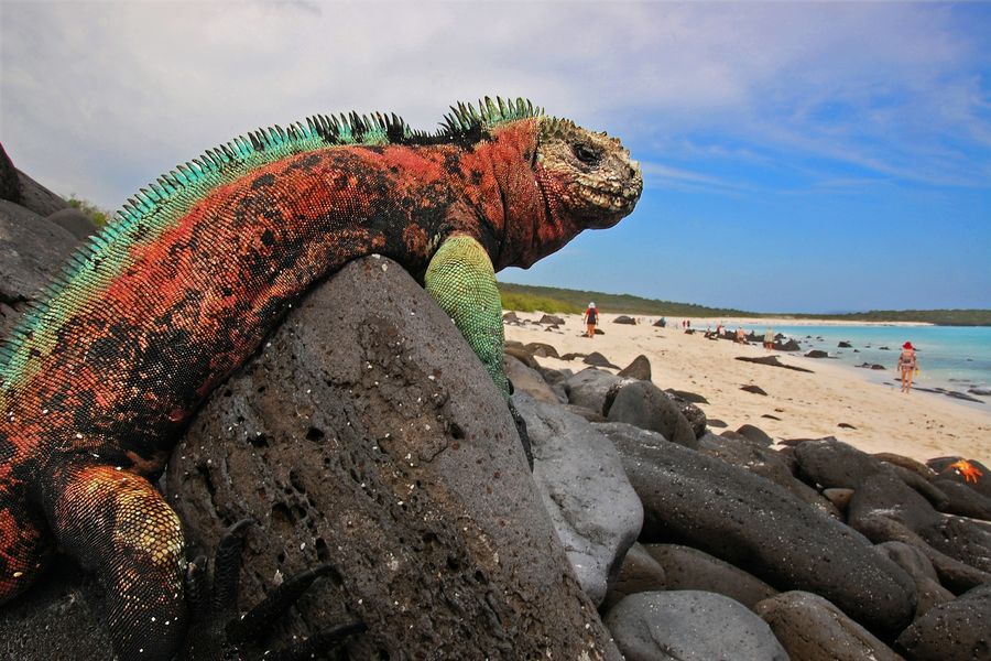 Legwan morski, Wyspy Galápagos