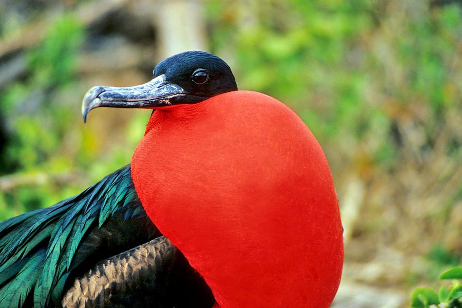 Fregata wielka, Wyspy Galápagos